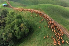 서산·제주 비밀의 목장 투어 ::서산 한우목장길, 제주 대한목장, 계룡... 비밀의 목장 투어 ::서산 한우목장길, 제주 대한목장, 계룡 안보생태 탐방로