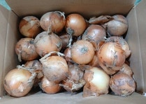 탱글탱글 햇양파 5키로 만원 무료배송 - - 이쁜미소농장 - 다육이알뜰장터 탱글탱글 햇양파 5키로 만원 무료배송