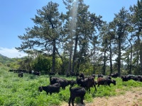 흑염소농장에서 흑염소진액을 달여 드립니다. - 완도약산 하늘흑염소 - 부치미네참살이 흑염소농장에서 흑염소진액을 달여 드립니다.