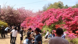 26.4/18 전주 완산 칠봉 꽃동산 80km 라이딩 - 등산.여행.풍경 - 전북제일고등학교17회 26.4/18 전주 완산 칠봉 꽃동산 80km 라이딩