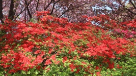 26.4/18 전주 완산 칠봉 꽃동산 80km 라이딩 - 등산.여행.풍경 - 전북제일고등학교17회 26.4/18 전주 완산 칠봉 꽃동산 80km 라이딩