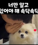주인이 귓속말하니 댕댕 표정 - 악플달면 쩌리쩌려버려 - ＊여성시대＊ 차분한 20대들의 알흠다운 공간 주인이 귓속말하니 댕댕 표정