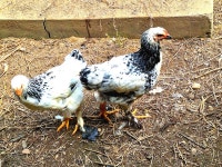 청곡리 - 카페 앨범 - 양양 초등학교 43회 동창 청곡리