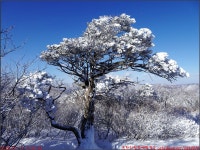 반재 당골광장_첨단산악회 - 2026년 산행 - 동하의 힘찬새발걸음 260111... 태백사 유일사쉼터 장군봉 태백산 망경사 반재 당골광장_첨단산악회