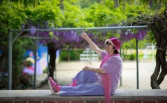 260427 창림초등학교 등나무꽃 - 우리들의 이야기 - 꽃님의 앵글 260427 창림초등학교 등나무꽃