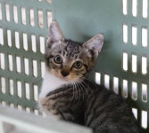 혼자 코가 까만 haha ha 채널 고양이 래기 .jpgif - 악플달면... 20대들의 알흠다운 공간 혼자 코가 까만 haha ha 채널 고양이 래기 .jpgif