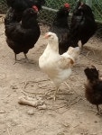 토종 붕닭 분양 - 가축분양방 - [우수카페]귀농사모/한국귀농인협회 [우수카페]귀농사모/한국귀농인협회