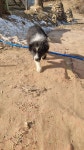 보더콜리 무료분양 - 가축분양방 - [우수카페]귀농사모/한국귀농인협회 [우수카페]귀농사모/한국귀농인협회