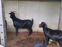 개량흑염소 분양합니다 - 가축분양방 - [우수카페]귀농사모/한국귀농인협회 [우수카페]귀농사모/한국귀농인협회