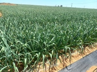 홍산마늘 판매합니다. (2024.6.27) - [중고-개인] 1회성 판매 - [우수카페]귀농사모/한국귀농인협회 홍산마늘 판매합니다. (2024.6.27)