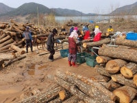 2026 표고목.종균주입목.화목.장작.표고 판매 및 예약안내 - 농자재/땔감/보일러 - [우수카페]귀농사모/한국귀농인협회 2026 표고목.종균주입목.... 