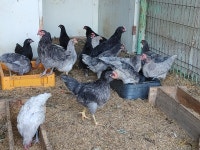 청계 병아리 분양(분양완료) - 가축분양방 - [우수카페]귀농사모/한국귀농인협회 [우수카페]귀농사모/한국귀농인협회