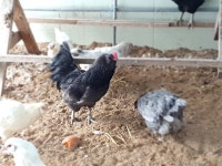 아메리우카나 (청계 원조) 숫닭 판매 합니다. - 가축분양방 - [우수카페]귀농사모/한국귀농인협회 [우수카페]귀농사모/한국귀농인협회