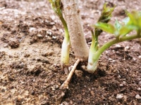 ★사철 여름두릅 정말 신기 하네요★ - 새로운 작물을 소개합니다 - [우수카페]귀농사모/한국귀농인협회 ★사철 여름두릅 정말 신기 하네요★