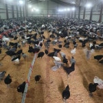 (판매완료)청계 분양 합니다. - 가축분양방 - [우수카페]귀농사모/한국귀농인협회 [우수카페]귀농사모/한국귀농인협회