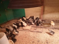 턱보청계, 블랙아메, 브라마 아리 분양 - 가축분양방 - [우수카페]귀농사모/한국귀농인협회 [우수카페]귀농사모/한국귀농인협회