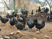 슈퍼오골계 - 닭 오리 동호회 - [우수카페]귀농사모/한국귀농인협회 슈퍼오골계