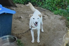 전람회대상견혈통 강쥐분양 - 가축분양방 - [우수카페]귀농사모/한국귀농인협회 [우수카페]귀농사모/한국귀농인협회