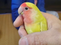 모란앵무새 분양합니다. - 가축분양방 - [우수카페]귀농사모/한국귀농인협회 [우수카페]귀농사모/한국귀농인협회