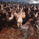 (완료)청계 분양합니다. - 가축분양방 - [우수카페]귀농사모/한국귀농인협회 [우수카페]귀농사모/한국귀농인협회