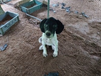 멋진 강아지 분양합니다 - 가축분양방 - [우수카페]귀농사모/한국귀농인협회 [우수카페]귀농사모/한국귀농인협회
