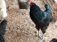 아메(백, 흑), 턱보청계 ＜종란＞ 분양합니다. - 가축분양방 - [우수카페]귀농사모/한국귀농인협회 [우수카페]귀농사모/한국귀농인협회