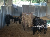 흑염소 개량종 수컷 종모 팝니다 - 가축분양방 - [우수카페]귀농사모/한국귀농인협회 [우수카페]귀농사모/한국귀농인협회