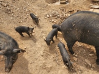 수정) 방목 하여 키운 흑돼지 새끼 분양합니다. - 가축분양방 - [우수카페]귀농사모/한국귀농인협회 [우수카페]귀농사모/한국귀농인협회