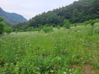 평창 미탄면 백운리 환상적인 입지의 자연인 부지 급매 합니다. - 자연인 부지 교류방 - [우수카페]귀농사모/한국귀농인협회 평창 미탄면 백운리... 