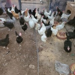 슈퍼청계닭 청계병아리 성조 분양합니다. - 닭 오리 동호회 - [우수카페]귀농사모/한국귀농인협회 슈퍼청계닭 청계병아리 성조 분양합니다.