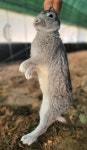 슈퍼토끼 - 가축분양방 - [우수카페]귀농사모/한국귀농인협회 [우수카페]귀농사모/한국귀농인협회