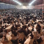 (완료)청계분양 합니다 - 가축분양방 - [우수카페]귀농사모/한국귀농인협회 [우수카페]귀농사모/한국귀농인협회