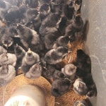 슈퍼청계닭 청계병아리 성조 분양합니다. - 닭 오리 동호회 - [우수카페]귀농사모/한국귀농인협회 슈퍼청계닭 청계병아리 성조 분양합니다.