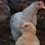 (완료)청계분양 합니다 - 가축분양방 - [우수카페]귀농사모/한국귀농인협회 [우수카페]귀농사모/한국귀농인협회