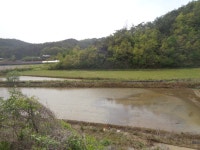 영월군 한반도면 신천리 토지 급 매도 합니다[[[[[매도완료 되어습니다 ]]]]]] - 1억이하 작은 토지/주택(개인) - [우수카페]귀농사모/한국귀농인협회... 