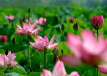 ********연 꽃 - 멋진 사진실 - 나무아미타불 나무아미타불