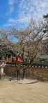 전남ㅡ구례 - ┏대곡동문님 ━━━━┓　┗━━━━ 자유게시판┛ - 대곡동문회 쉼터 전남ㅡ구례