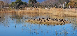 전남 순천 ㅡ순천만습지ㆍ국가정원 - ┏대곡동문님 ━━━━┓　┗━━━━ 자유게시판┛ - 대곡동문회 쉼터 전남 순천 ㅡ순천만습지ㆍ국가정원