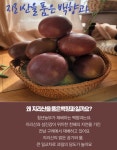 과일장터광주역동점 | 지리산을 품은 백향과 - 농수산물 직거래장터 - 광주맘카페 - 광주맘들을 위한 까페, 광주맘수다방, 광주맘스팡 지리산을 품은 백향과