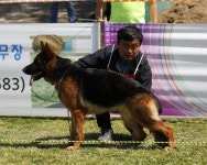 2022 저먼 세퍼트 특별지거전(서울) - 전람회 갤러리(Dog Show) - 한국 저먼 세퍼드 클럽 (myGSD) 2022 저먼 세퍼트 특별지거전(서울)