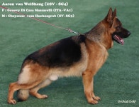 ＜입국 신고＞Aaron Von Weisheng - Main 게시판 - 한국 저먼 세퍼드 클럽 (myGSD) ＜입국 신고＞Aaron Von Weisheng
