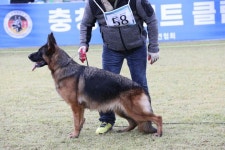 10월 9일 충남클럽 당진전 - 전람회 갤러리(Dog Show) - 한국 저먼 세퍼드 클럽 (myGSD) 10월 9일 충남클럽 당진전
