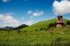 제주 새별오름 - 프라이빗 앨범 - 한국 저먼 세퍼드 클럽 (myGSD) 제주 새별오름