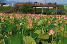 함안 연꽃테마파크 - 모놀가족 이야기 - 모놀과 정수 함안 연꽃테마파크
