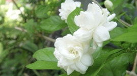 7월은 치자꽃 향기 속에 - 수녀님 시 & 글 - 민들레의 영토 7월은 치자꽃 향기 속에