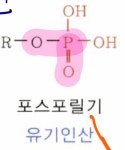 기능기 - 인산 무기인산 구별 - ☞ 생물 (비댓 금지) - 물♡화♡생♡지 기능기 - 인산 무기인산 구별