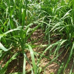 성남시 주말농장 방문, 산행, 남한산성 탐방(200평 토종식물복원지로... 주말농장 방문, 산행, 남한산성 탐방(200평 토종식물복원지로 10년간... 