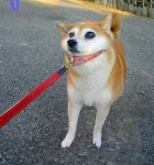 고집이 있는 시바견들의 특징 안가 시바 - ㆍ신박한 사진방 - 한류열풍 사랑 고집이 있는 시바견들의 특징 