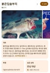 빨간 입술이 섹시한 물고기 - 붉은입술부치(red-lipped batfish)... 사랑 빨간 입술이 섹시한 물고기 - 붉은입술부치(red-lipped batfish)