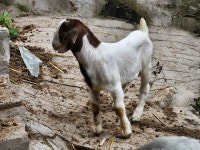 보어염소 - 아기들 노는 모습 - 보어 염소 새끼 - 보어 염소농장 보어염소 - 아기들 노는 모습